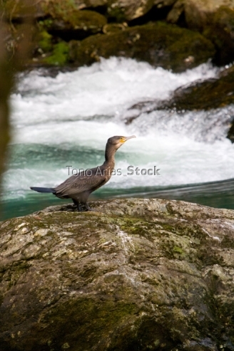 Fragas do Eume, Galicia