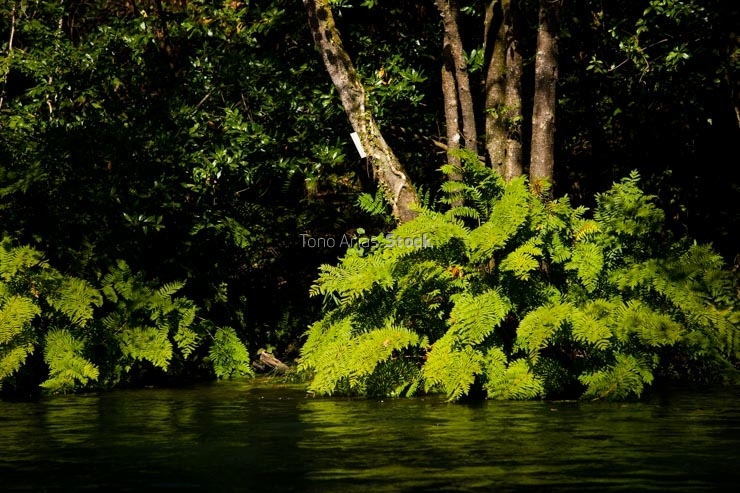 Fragas do Eume, Galicia