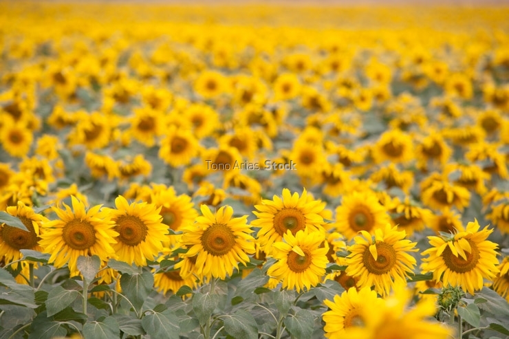 Girasoles Castilla León