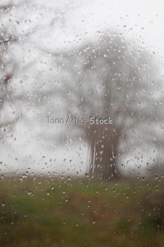 Gotas de chuvia, castiñeiro