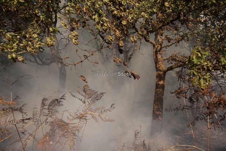 Incendios en Galicia