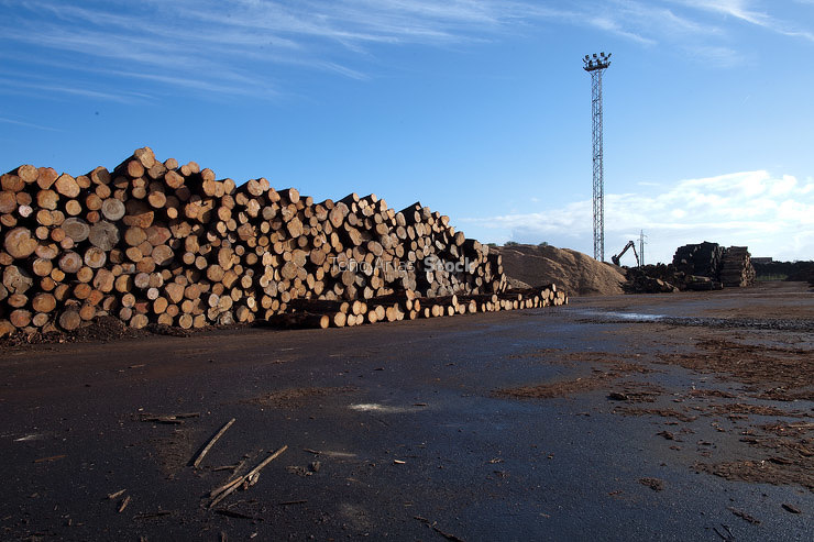 Industria de la madera, Galicia