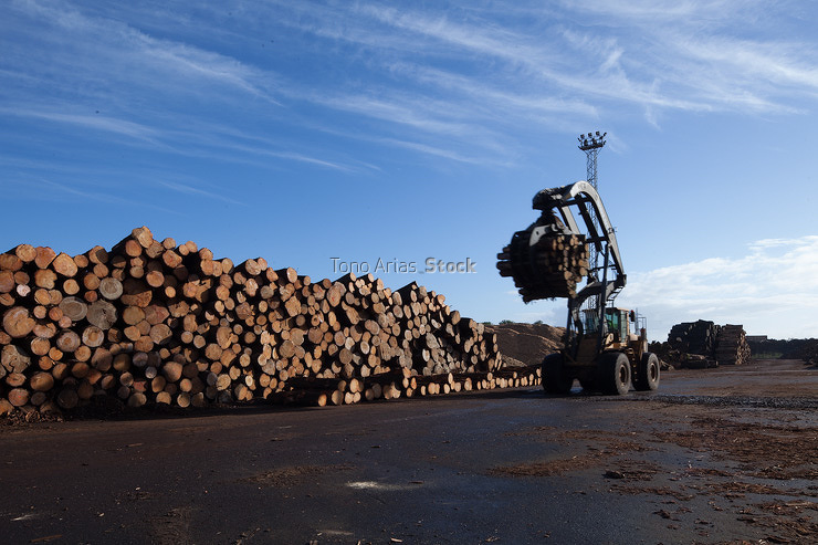 Industria de la madera, Galicia