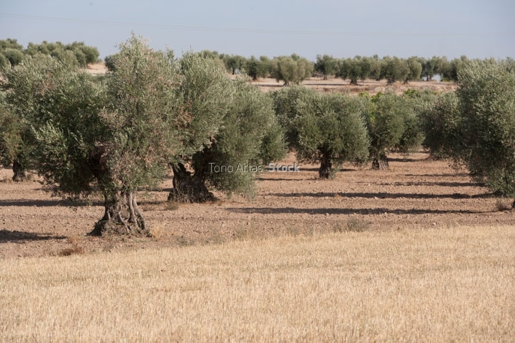 Las Vegas, Aranjuez, Madrid
