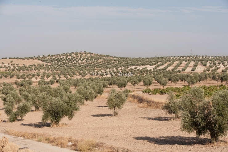 Las Vegas, Aranjuez, Madrid
