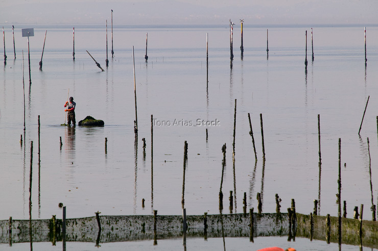 Marisqueo, Vilagarcía