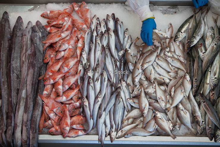 Mercado de Pontevedra, Galicia