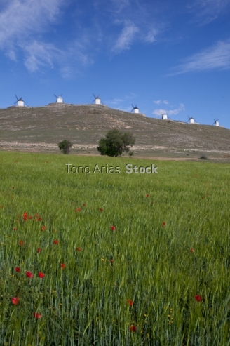 molinos de viento de Consuegra, Toledo, Castilla la Mancha