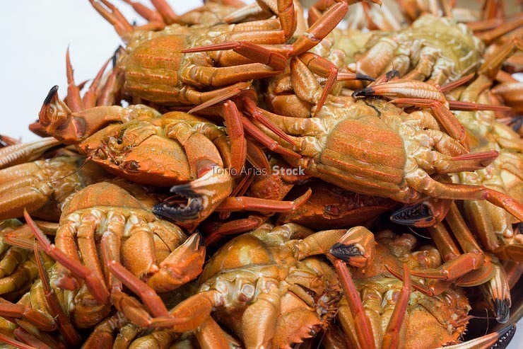 Nécoras galicia