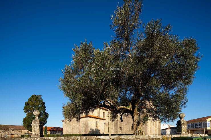Oliveiras do Ceminterio de Adina e Colexiata de Iria Flavia, Pad