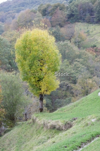 Paderne, O Caurel, Provincia de Lugo, Galicia