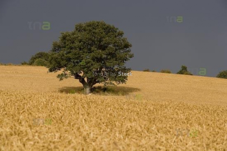 Paisaje burgos