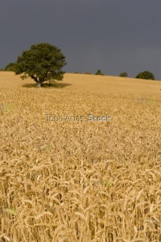 Paisaje burgos