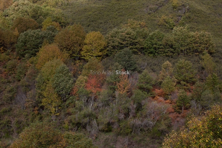 Paisaxe cerca de Ferramulín, O Caurel, provincia de Lugo, Galic