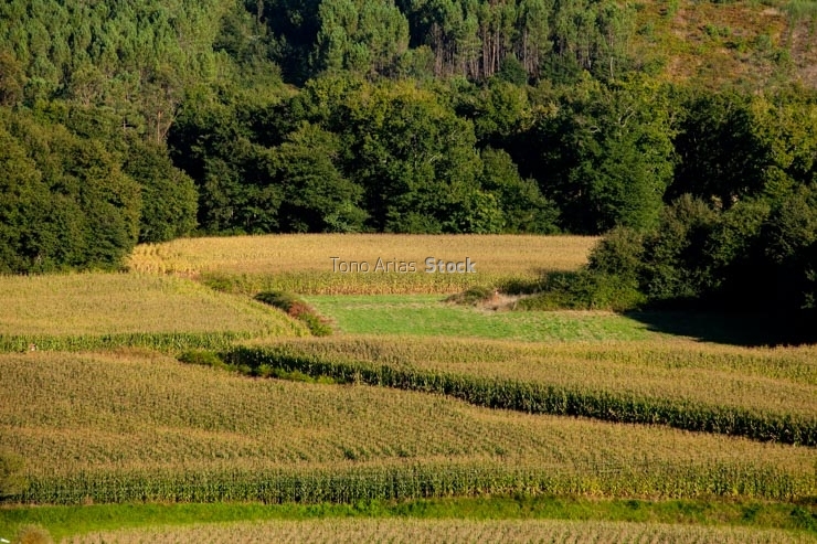 Paisaxe de A Estrada