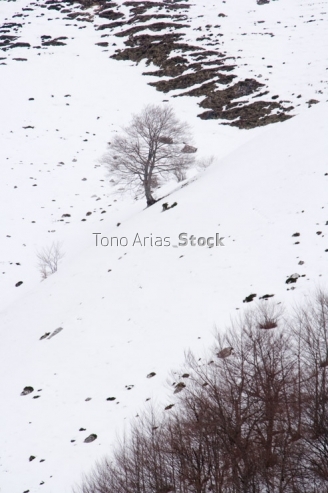 Picos de Europa, Cantabria