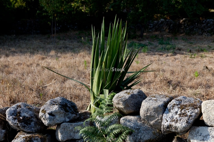 Planta rural