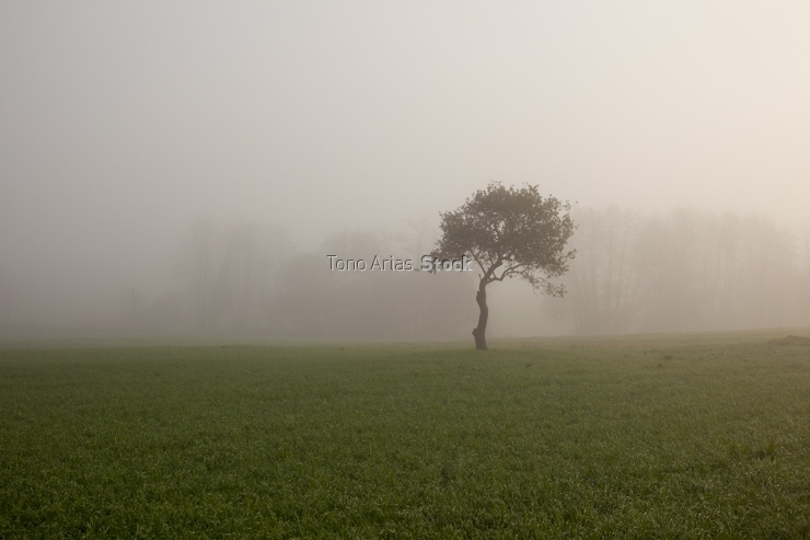 Árbol entre brétema, a estrada , Galicia
