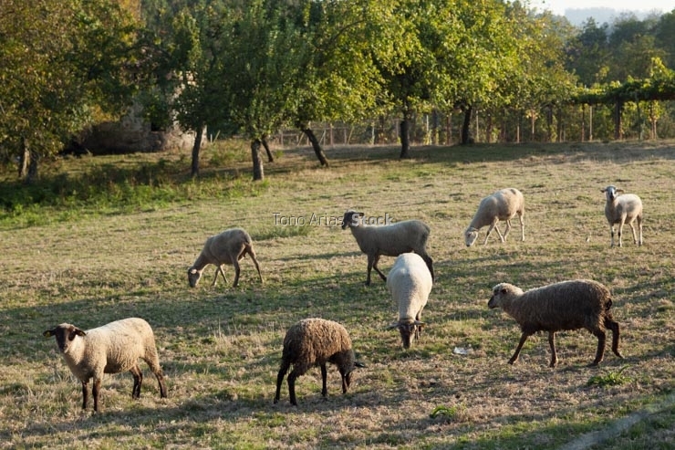 Rebaño de Ovejas, A Estrada, Galicia, Provincia de Pontevedra