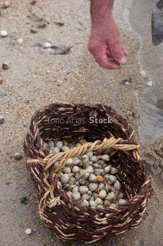 Recolledo berberechos na praia do pindo, Galicia