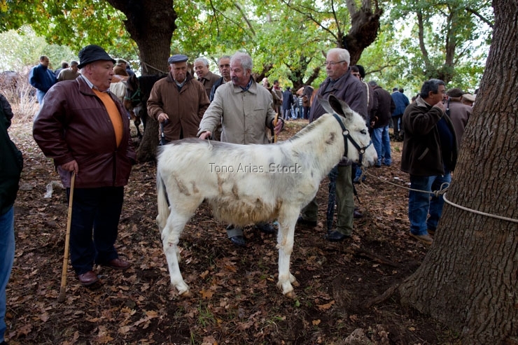 San Martiño, feira do cabalo, Ames, carballeira de Francos,prov