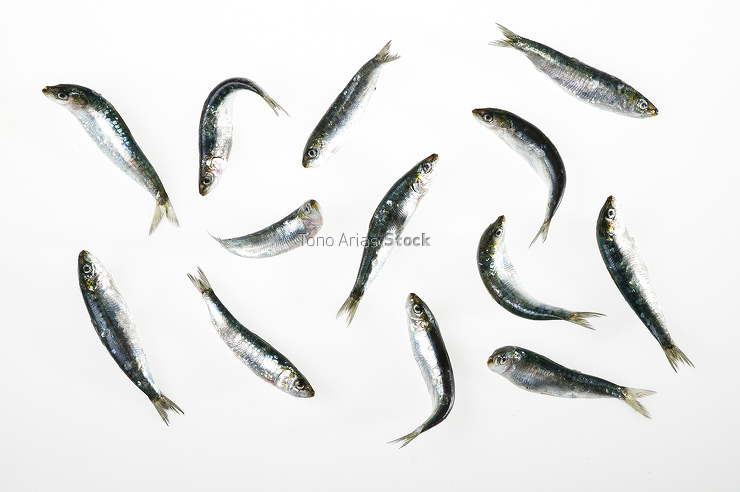 Sardinas