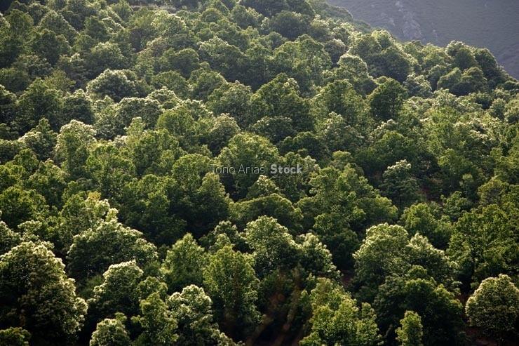 Serra da enciña da Lastra,Valdeorras,Galicia