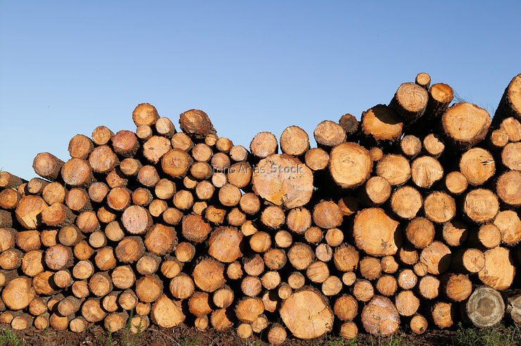 Stack of firewood