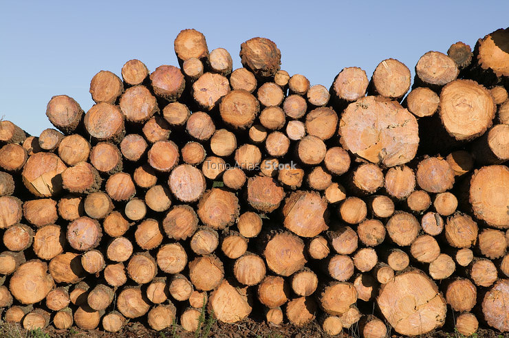 Stack of firewood