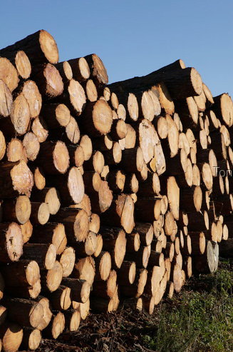 Stack of firewood