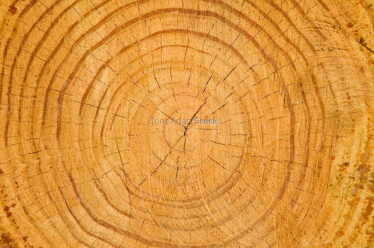 Tree ring, extreme close-up
