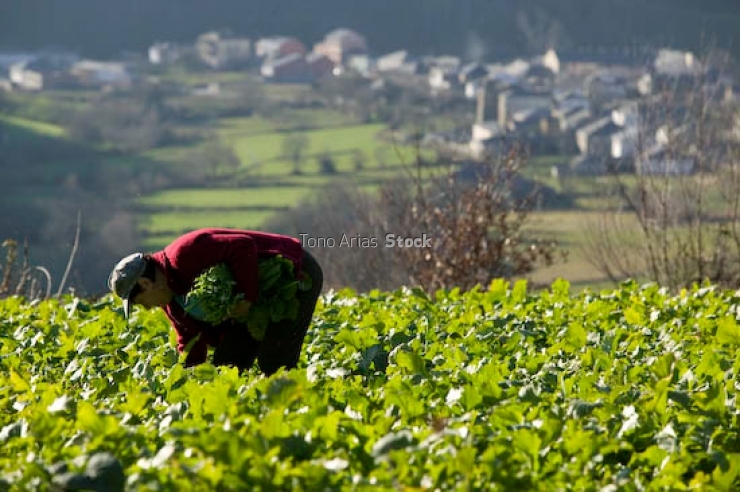 Triacastela camino francés provincia de Lugo Galicia