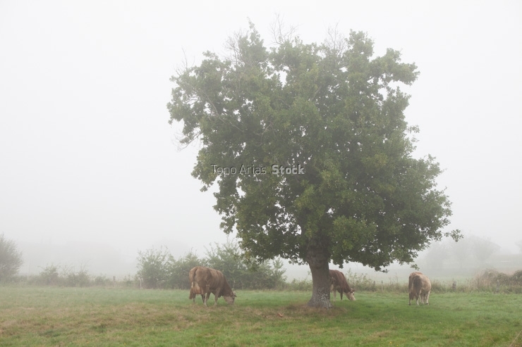 Vacas , A Estrada, Galicia