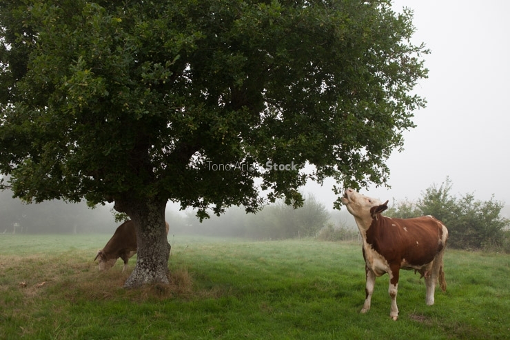 Vacas , A Estrada, Galicia