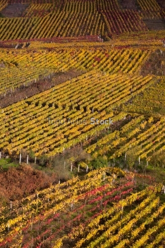 Viñedos en Beade, o Ribeiro, provincia de Ourense, Galicia