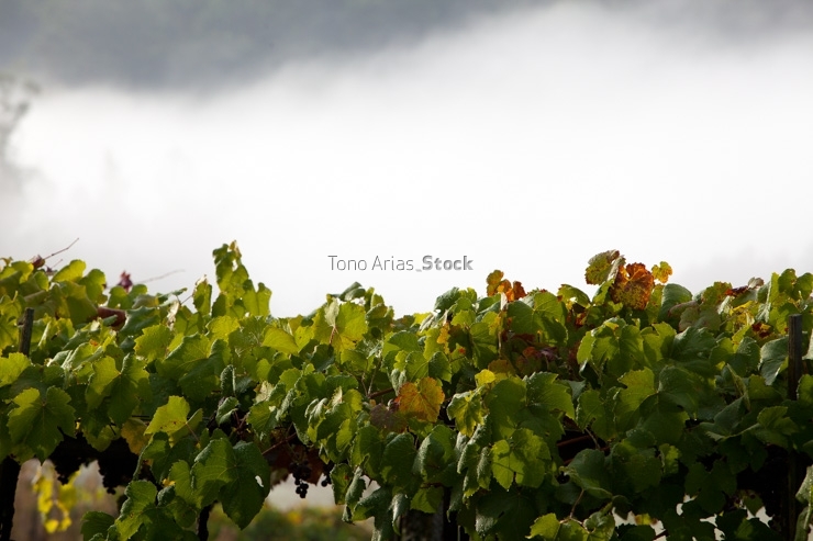 Viñedos na Estrada, Galicia
