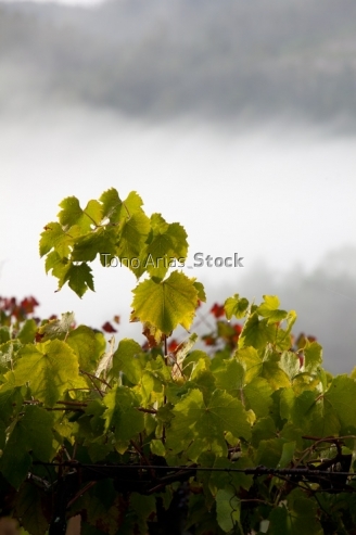 Viñedos na Estrada, Galicia