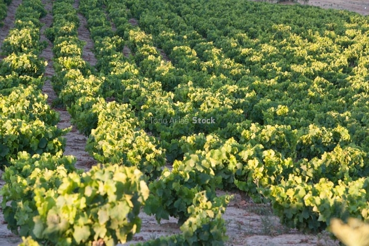 Viñedos Navarra