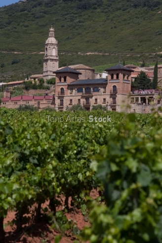 Viñedos Navarra