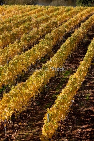 Viñedos no Ribeiro, provincia de Ourense, Galicia