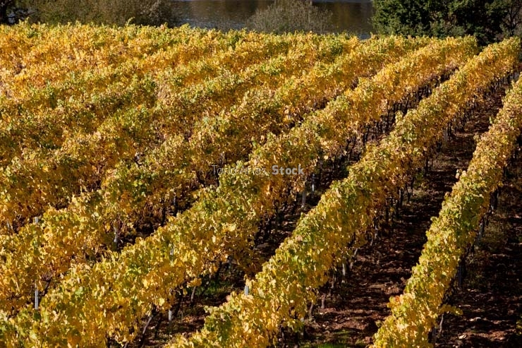 Viñedos no Ribeiro, provincia de Ourense, Galicia