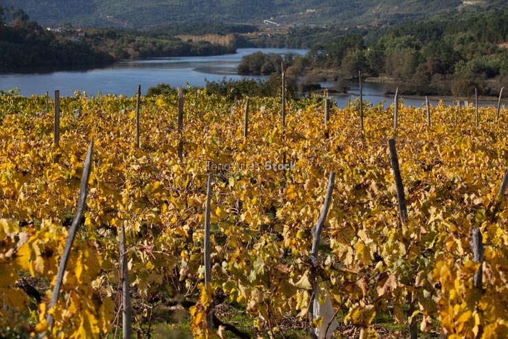 Viñedos no Ribeiro, provincia de Ourense, Galicia