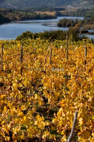 Viñedos no Ribeiro, provincia de Ourense, Galicia