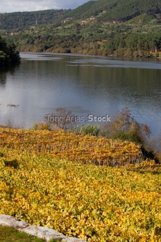 Viñedos no Ribeiro, provincia de Ourense, Galicia
