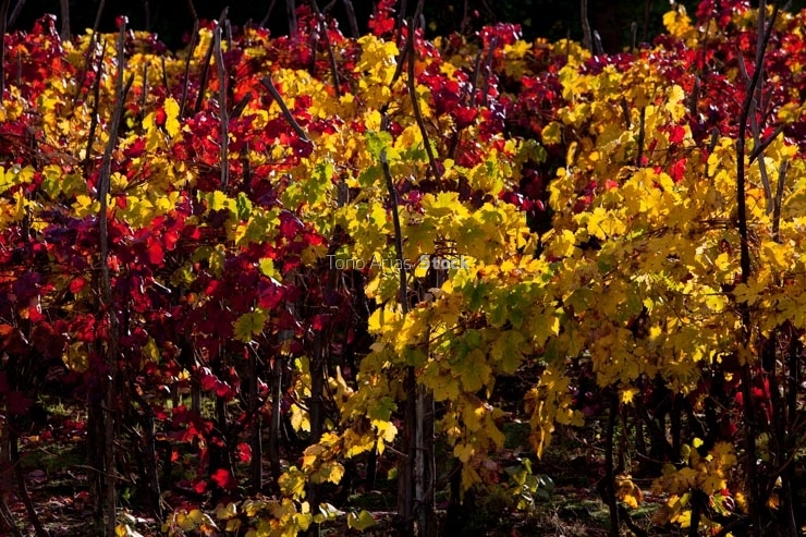 Viñedos no Ribeiro, provincia de Ourense, Galicia