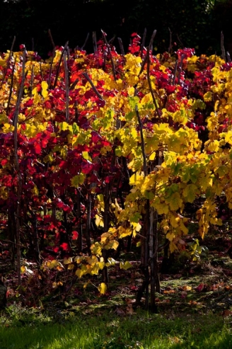 Viñedos no Ribeiro, provincia de Ourense, Galicia