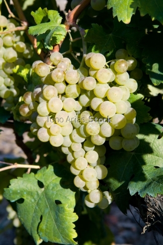 Viñedos, Ribeira Sacra, Galicia