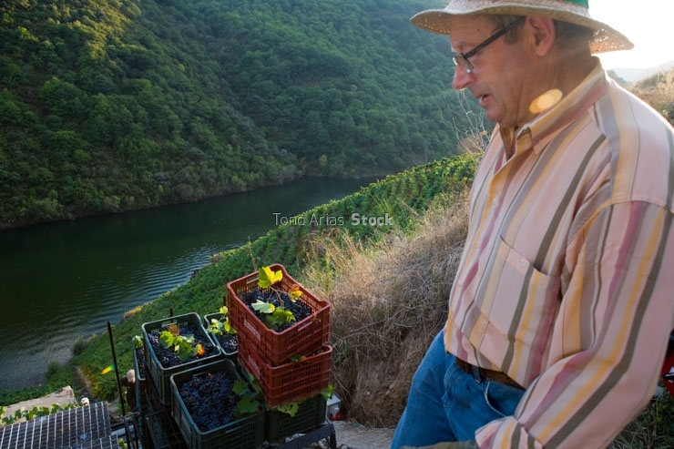 Viñedos, Ribeira Sacra, Galicia