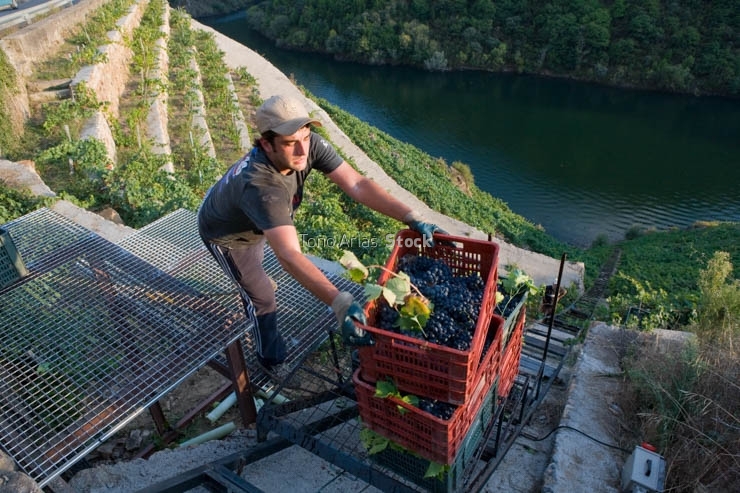 Viñedos, Ribeira Sacra, Galicia
