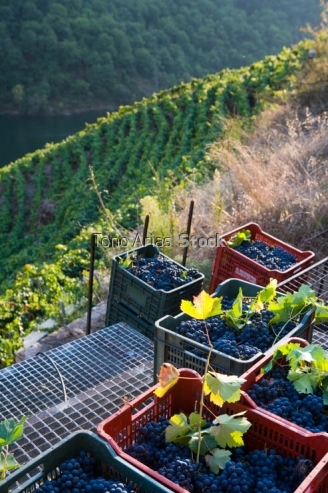 Viñedos, Ribeira Sacra, Galicia
